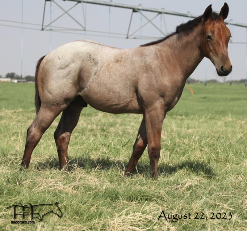 Roany Saltita MA's 2023 Dun/Bay Roan Colt - UNDER CONTRACT