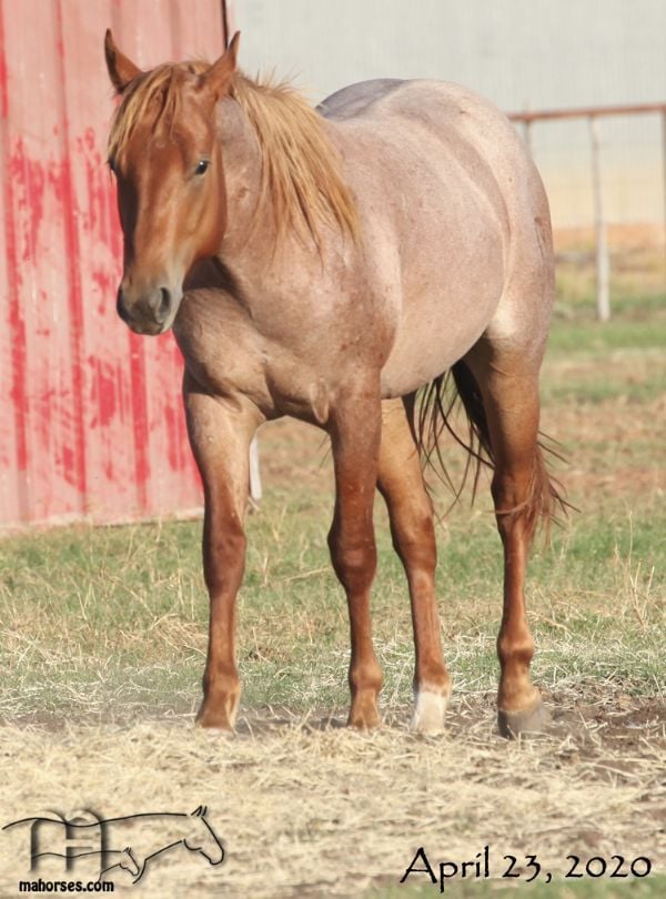 Dandy Valentine Ma Quarter Horses For Sale Working Ranch Horses Texas Ma Quarter Horses